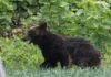 Япония хочет упростить отстрел медведей из-за участившихся случаев нападения