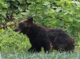 Япония планирует нанимать охотников из-за участившихся случаев нападения медведей