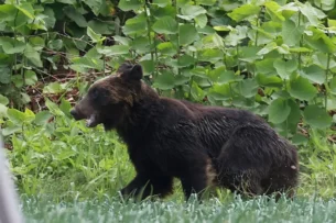 Япония планирует нанимать охотников из-за участившихся случаев нападения медведей