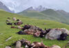 В Иссык-Кульской области молния убила 250 овец