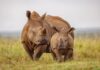 В Южной Африке рога носорогов делают радиоактивными. Почему?