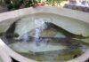 В Кыргызстане создадут центр аквакультуры на Курпсайском водохранилище