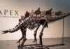 Стегозавр Апекс продан за $44,6 млн на аукционе в Нью-Йорке