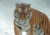 Тигры вернутся в Казахстан