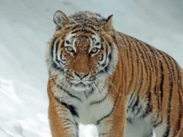 Тигры вернутся в Казахстан