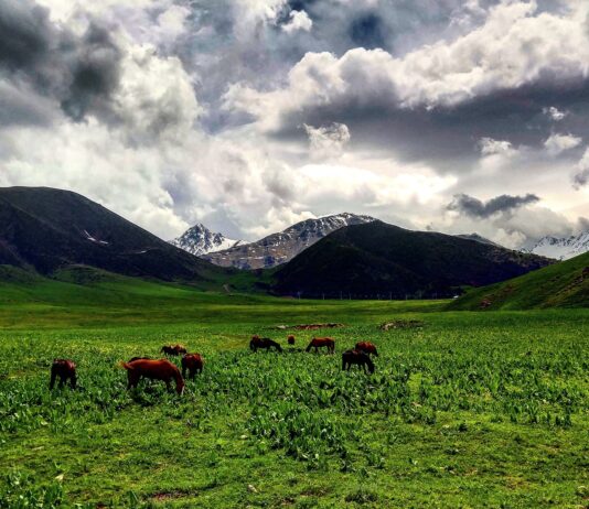 Минсельхоз Кыргызстана: Движение авто запрещено на пастбищах