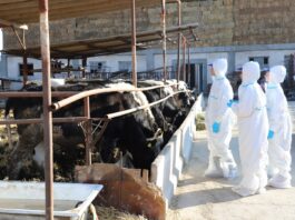 ФАО обучила ветеринаров Кыргызстана методам расследования вспышек болезней среди животных