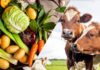 Иссык-Кульская и Нарынская области переходят на органическое земледелие