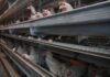 В Чуйской области открылась крупнейшая птицефабрики