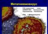 В ВОЗ рассказали о ситуации с Метапневмовирусом человека (или hMPV)