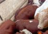 Из России в Кыргызстан не выпустили грузовик с бычками