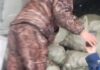 В Кыргызстан не дали ввезти 20 тонн картофеля из Монголии