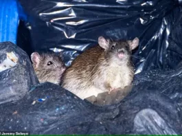 В Алматы наблюдается засилье крыс