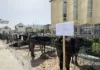 Активная фаза искусственного оплодотворения скота началась в Нарынской области