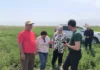 Ученые из Кыргызстана, Казахстана и Австралии проводят испытания новых засухоустойчивых сортов люцерны