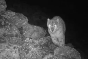 Пытался утащить козу: Снежный барс зашёл во двор частного дома в Иссык-Кульской области