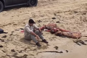 Более двух тысяч туш тюленей обнаружили на побережье Каспийского моря