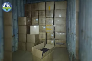 В Кыргызстане пресечена попытка незаконного вывоза 5300 кг дикорастущего растения макротомия