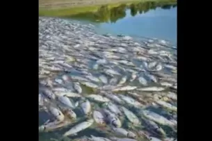 Бактериальное и химическое загрязнение воды: Госсанэпиднадзор выявил причины массовой гибели рыб в Иссык-Атинском районе
