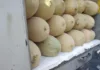 В Кыргызстан из Узбекистана не пропустили 21 тонну дыни из-за соломы