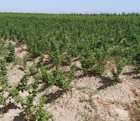 В Кыргызстане растёт спрос на местные саженцы