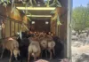 В Баткенской области задержали организаторов контрабанды домашнего скота