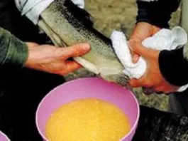 Проведены работы по получению икры Иссык-Кульской форели искусственным методом