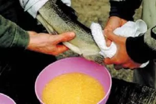 Проведены работы по получению икры Иссык-Кульской форели искусственным методом