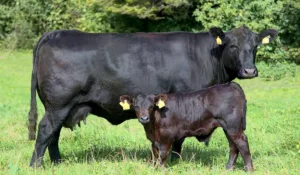 byki-aberdin-angus-blek-angus