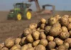 Минсельхоз Кыргызстана рассматривает вопрос о введении временных ограничений на импорт картофеля