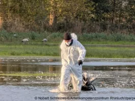 В Германии гибель журавлей от птичьего гриппа достиг невиданных масштабов