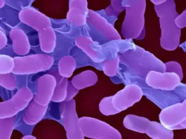 Ученые обнаружили новый мощный антибиотик против супербактерий