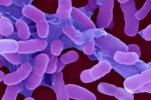 Ученые обнаружили новый мощный антибиотик против супербактерий