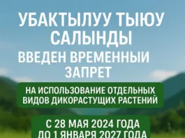 В Кыргызстане действует запрет на сбор и использование отдельных видов растений