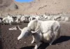 В Тонском районе увеличивается поголовье белых яков