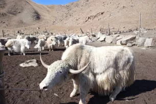 В Тонском районе увеличивается поголовье белых яков