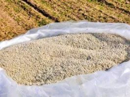 В Кыргызстане внедрён инновационный метод посева семян