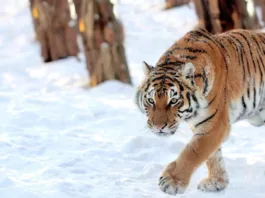 Казахстан получит четырёх амурских тигров из России