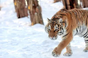 Казахстан получит четырёх амурских тигров из России