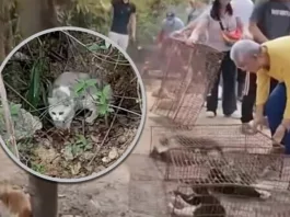 В Китае буддистский «ритуал освобождения жизни» обернулся массовой гибелью кошек