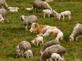 В Германии корова сбежала от мясника и притворилась овцой