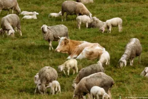 В Германии корова сбежала от мясника и притворилась овцой В Германии корова сбежала от мясника и притворилась овцой