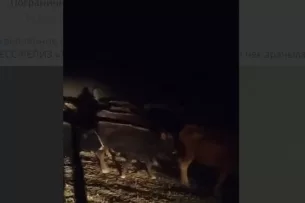 Пограничники Кыргызстана пресекли попытку нелегального перегона скота в Таджикистан Пограничники Кыргызстана пресекли попытку нелегального перегона скота в Таджикистан