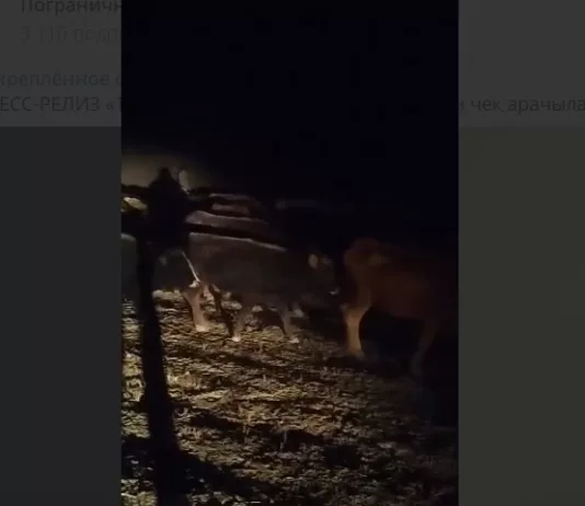 Пограничники Кыргызстана пресекли попытку нелегального перегона скота в Таджикистан