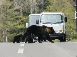 Власти Японии направили армию на борьбу с медведями