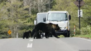 медведи в японии