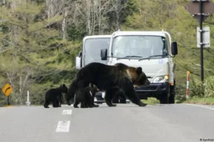 Власти Японии направили армию на борьбу с медведями Власти Японии направили армию на борьбу с медведями