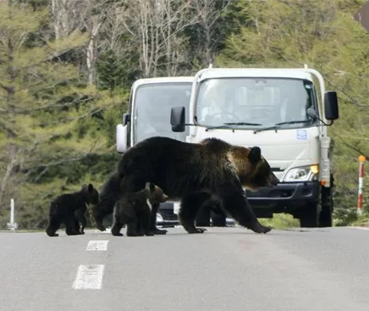 Власти Японии направили армию на борьбу с медведями