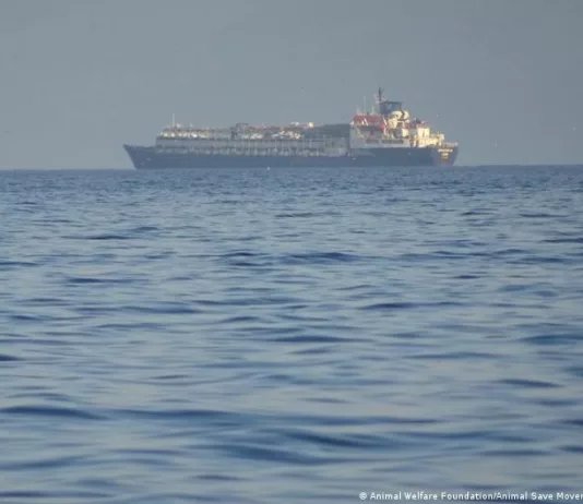 Почти три тысячи коров оказались заблокированы на судне в Турции