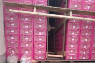 В Россию не пропустили более 20 тонн винограда из Кыргызстана В Россию не пропустили более 20 тонн винограда из Кыргызстана